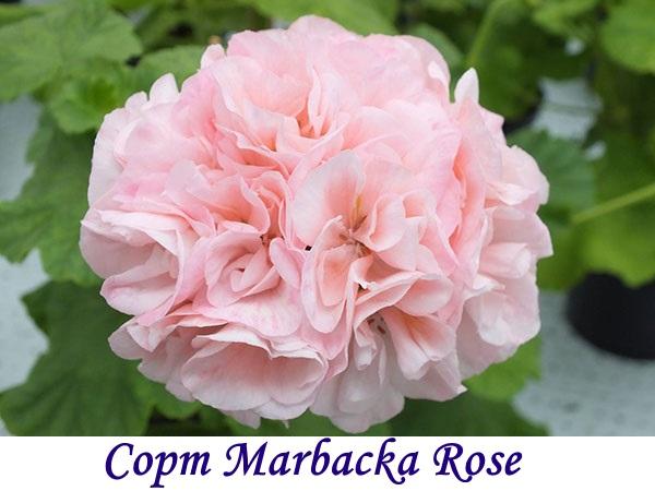 Cultivar Marbacka Rose