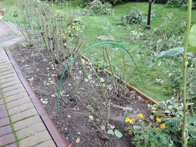 comment préparer des roses pour l'hiver