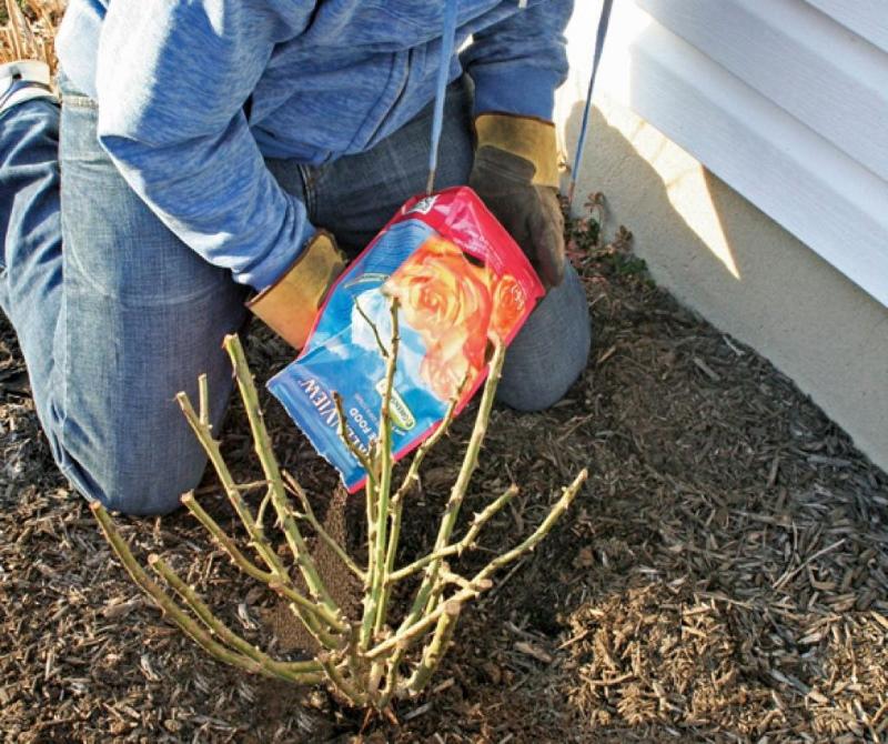 alimentación de invierno de rosas