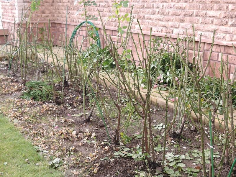 préparation des roses pour la taille d'hiver