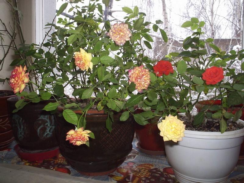 rosas de interior