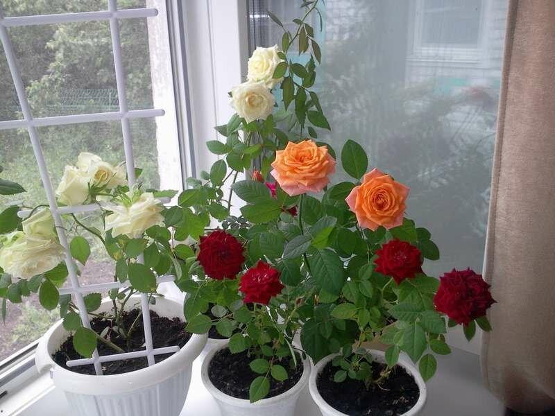 comment prendre soin des roses en pot