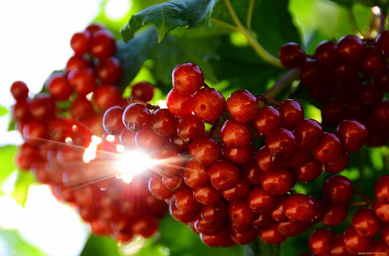 racimos de viburnum