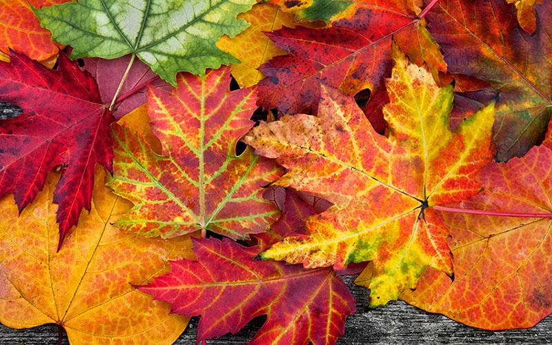 hojas para decorar un ramo de otoño
