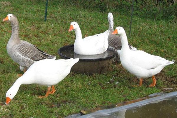 garder les oies dans la cour