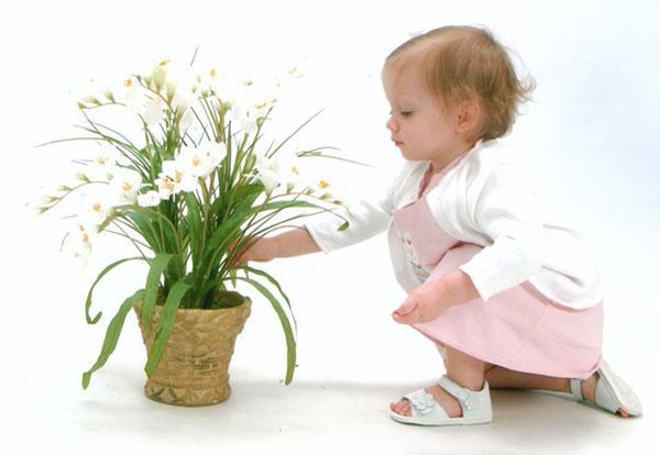flores peligrosas para un niño