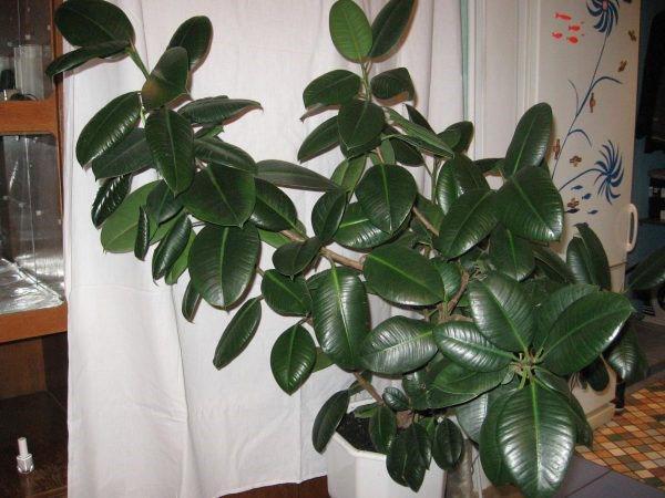 ficus