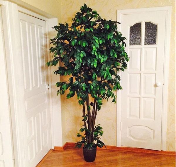 grand ficus