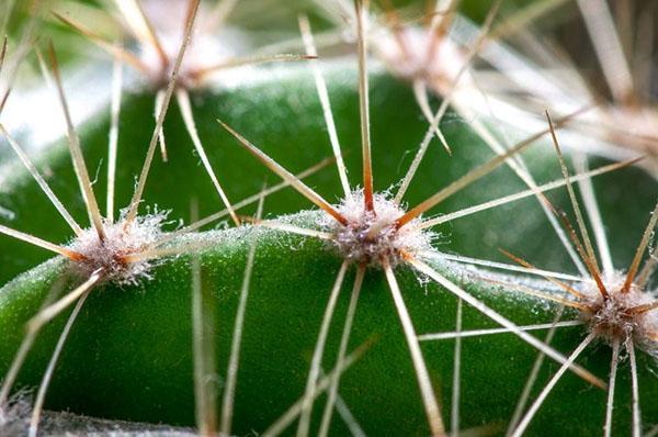 espinas de cactus