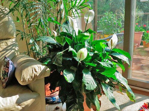 spathiphyllum