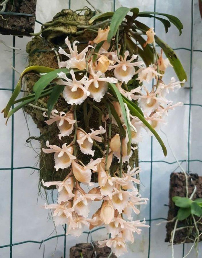 orchidées épiphytes d'intérieur