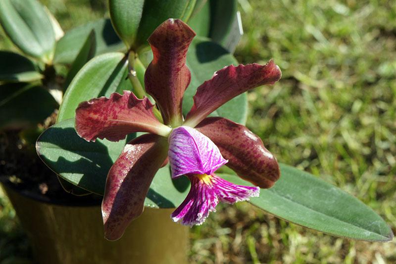 orchidée Cattleya