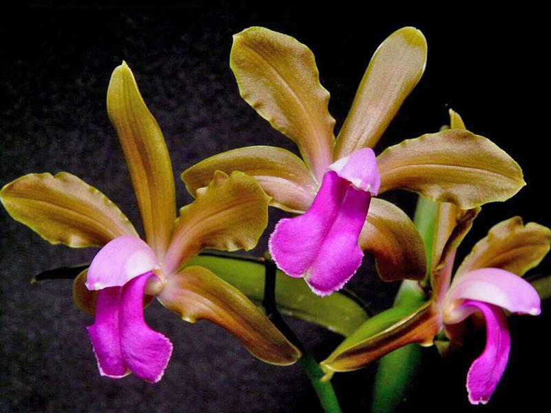 Cattleya bicolore