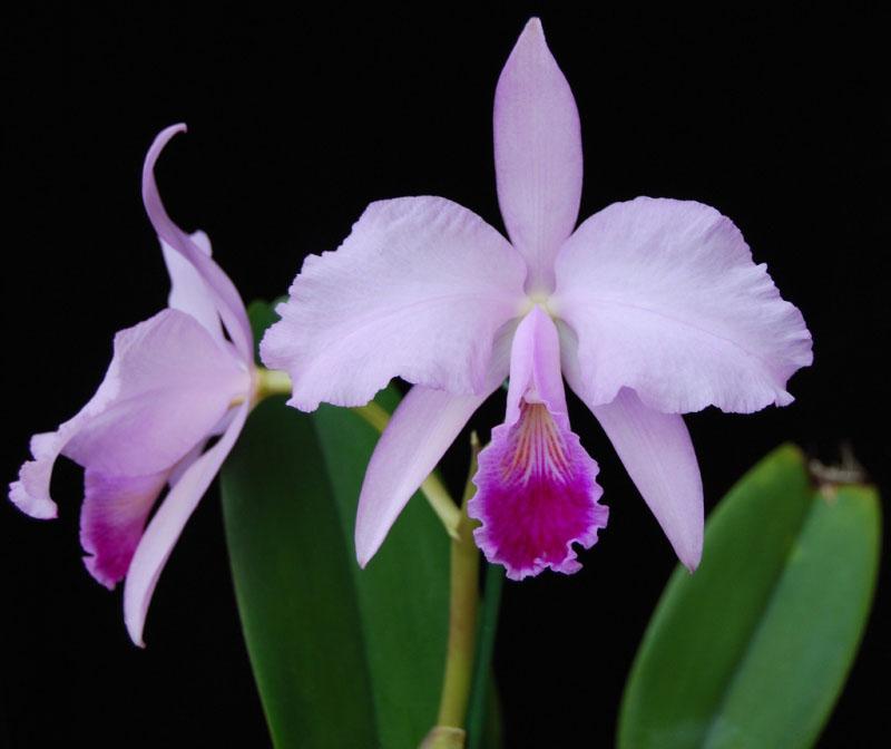 orchidée triana