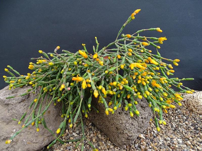 cactus hatiora