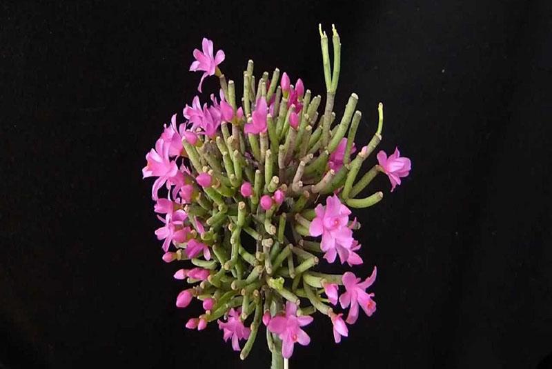 hatiora germina