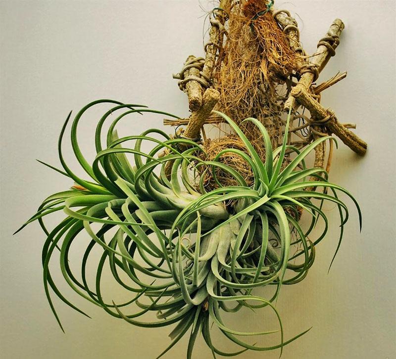 épiphytes d'intérieur tillandsia