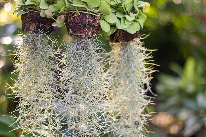 tillandsia usnéiforme