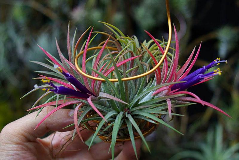 tillandsia tricolore