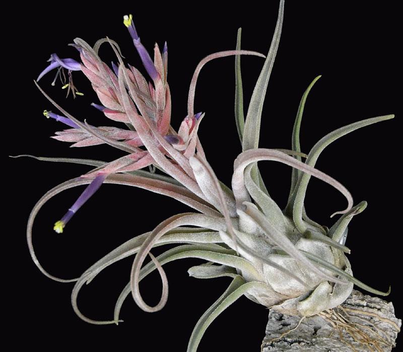 tête de méduse tillandsia