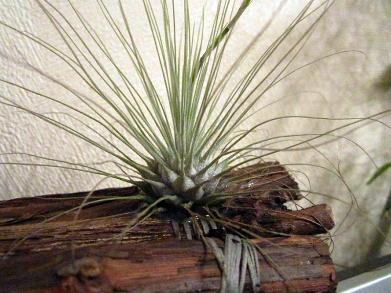 tillandsia argenté