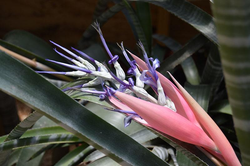 Bilbergia est magnifique