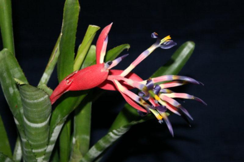 bilbergia bagué