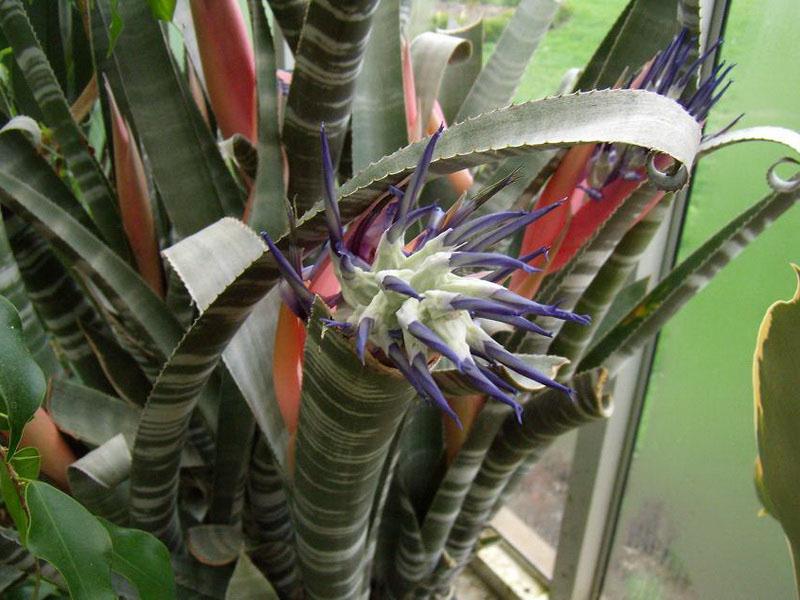 zèbre bilbergia