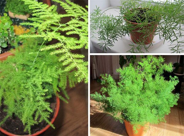 plantes pas pour la chambre
