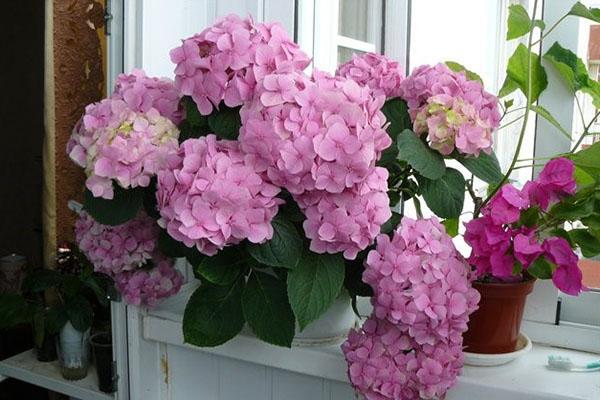 hortensia