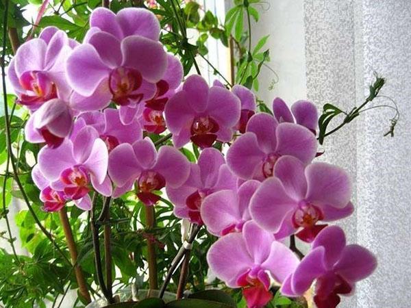orchidée