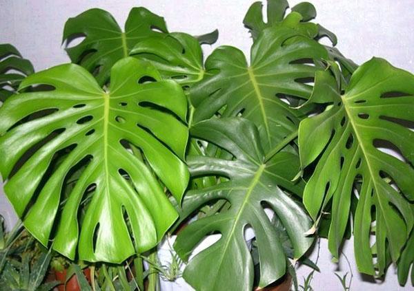 monstera