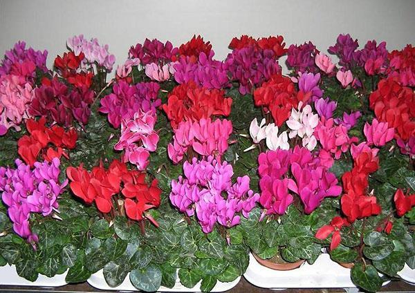 cyclamen