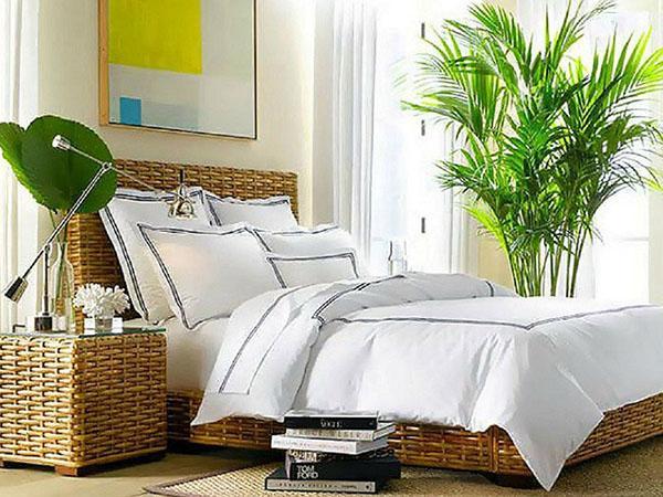 plantes exotiques dans la chambre
