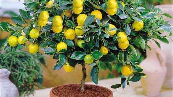 citron d'intérieur