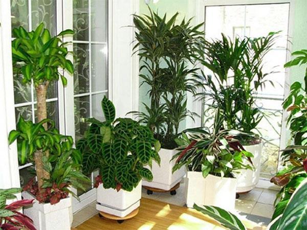 plantes pour la chambre
