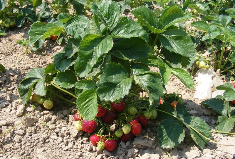 fresas fructíferas