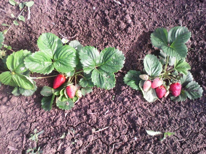 cuando las fresas comienzan a dar frutos después de la siembra