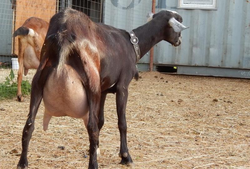 productividad de las cabras nubias