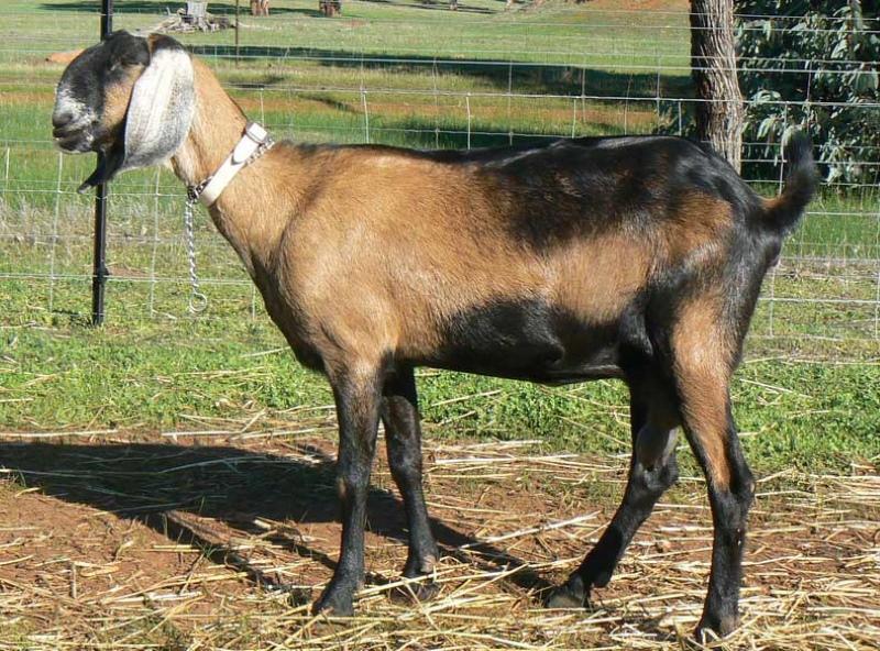 descripción de la raza de cabras nubias