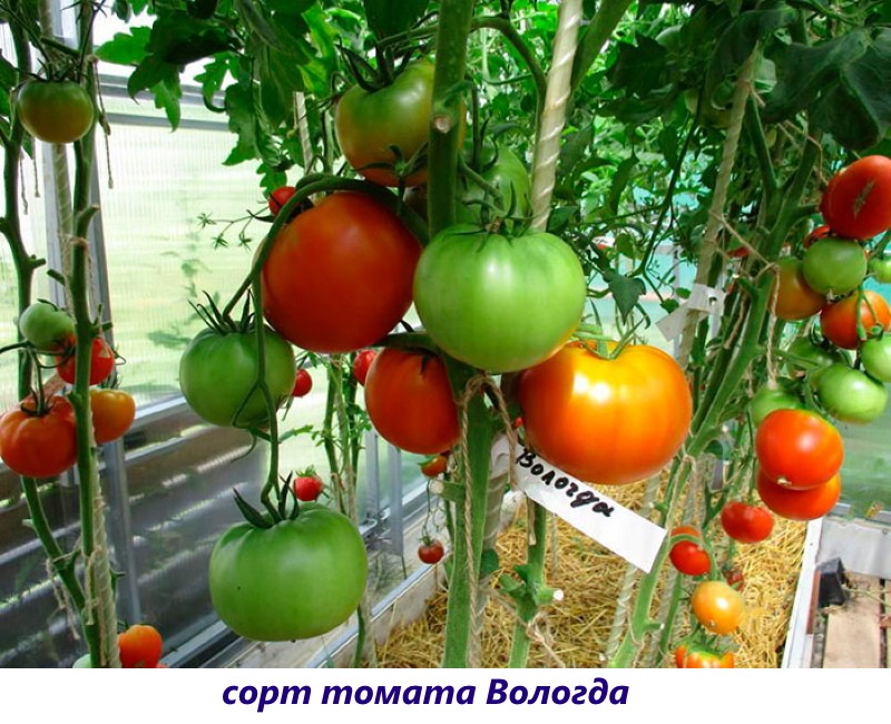 tomate vologda