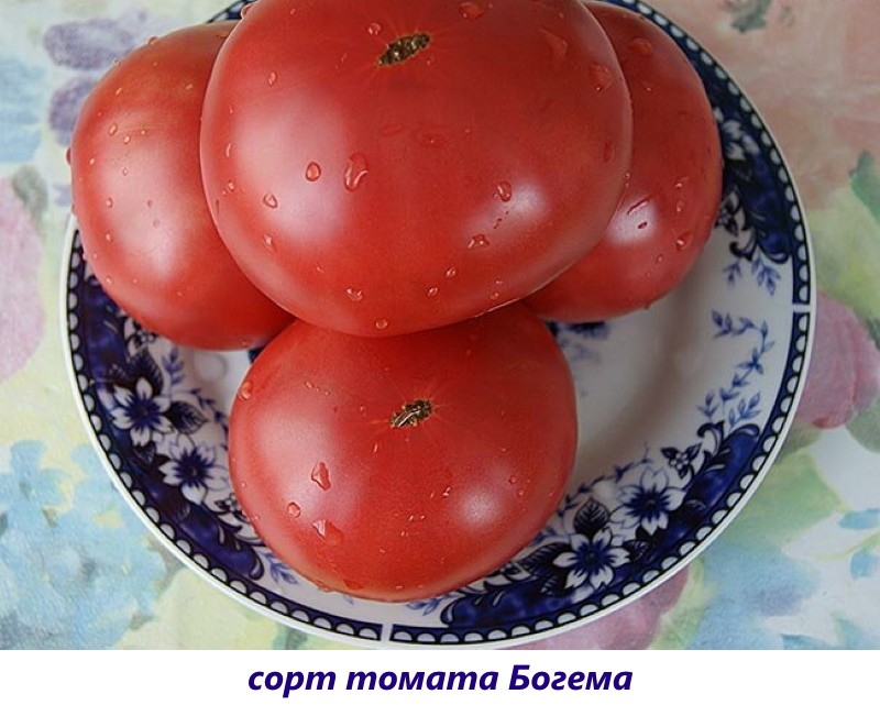tomate bohemia