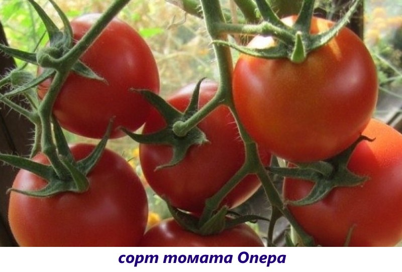 opera de tomate