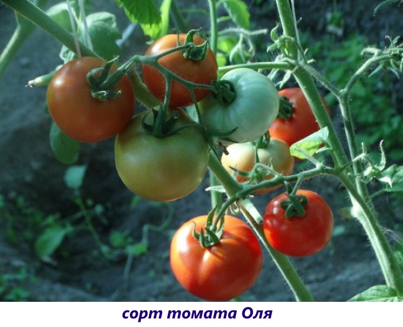 tomate olya