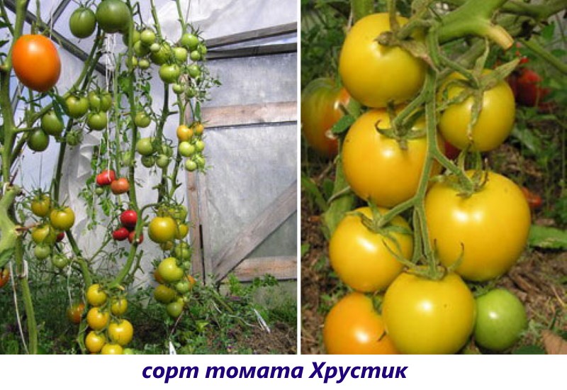 croquant de tomate
