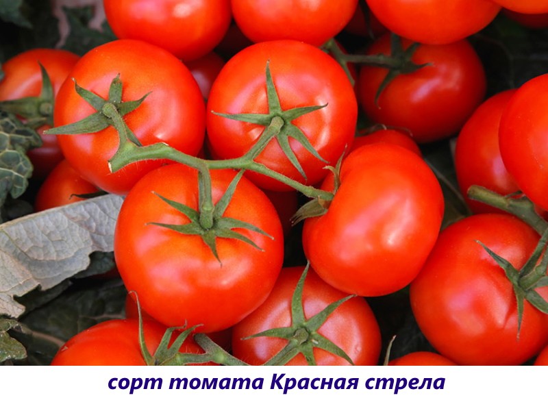 flecha roja de tomate
