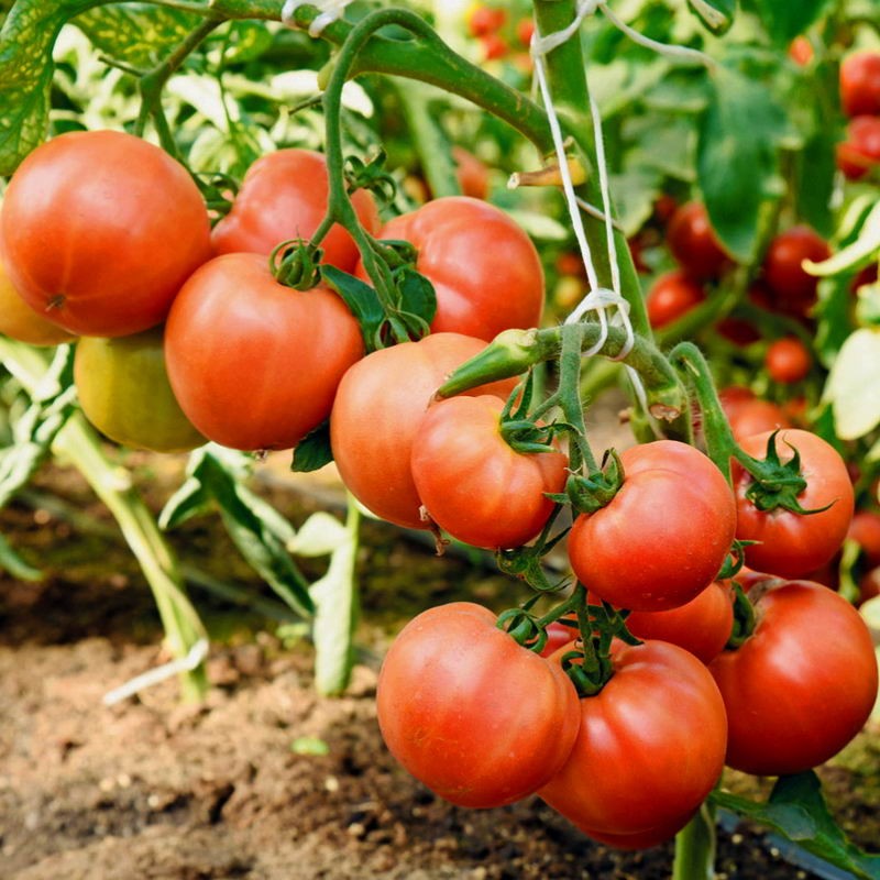 variedades de tomate resistentes al cladosporium