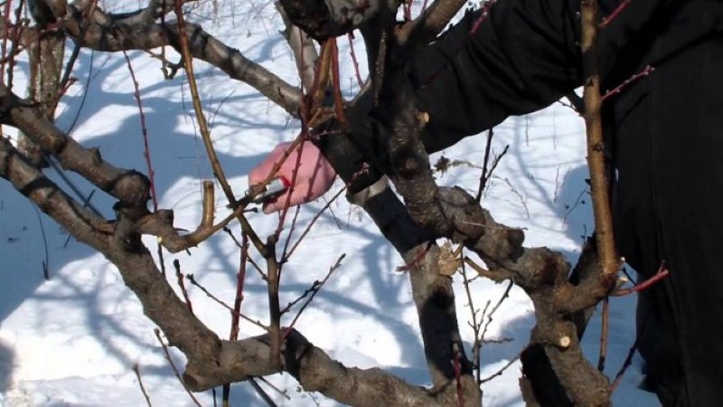 récolte des boutures de pommes pour la greffe au printemps