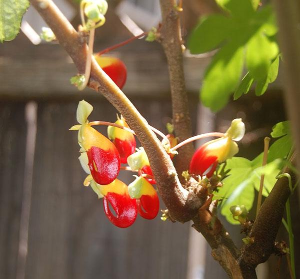 La taille de la fleur du baume d'intérieur n'est que de 2 à 4 cm