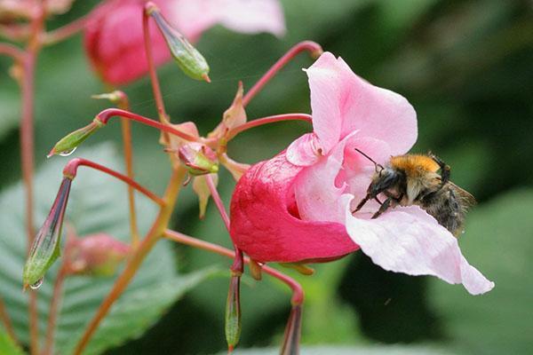 Pollinisation des fleurs de sapin